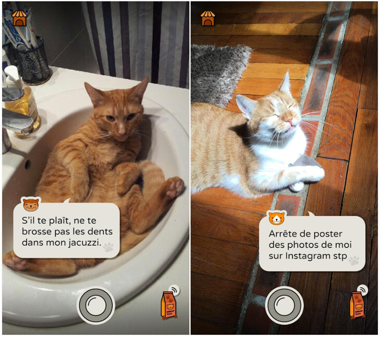 Frimousse, une application qui fait parler les chats