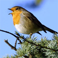 L'application Birdify : le L'application Birdify : le