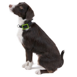 Le collier connect Weenect Pets est disponible chez SFR