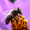 Le t�l�phone portable pourrait �tre dangereux�pour les abeilles !