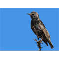 Les oiseaux imiteraient les sonneries des téléphones portables ! Les oiseaux imiteraient les sonneries des téléphones portables !